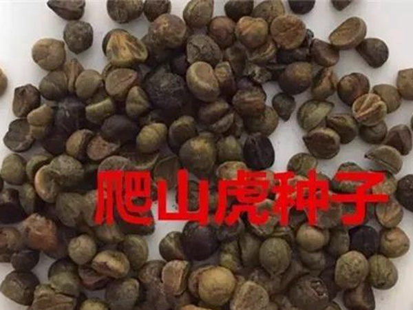 「爬山虎」的種植方法，有什么種植要求？