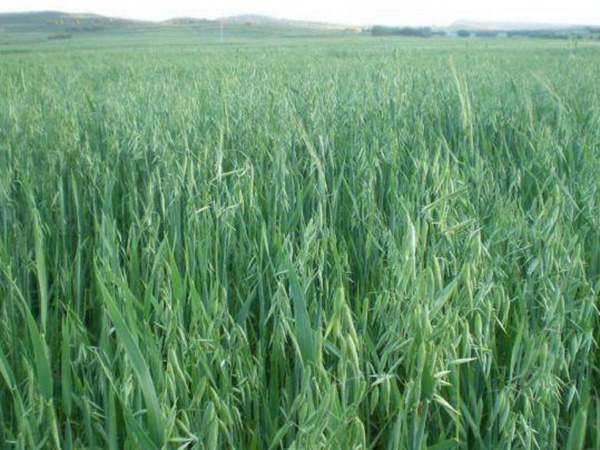 燕麥種植的生長環(huán)境是怎樣的？有什么需要注意的？