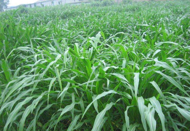 優(yōu)質(zhì)牧草——高丹草，種植高丹草種子如何高產(chǎn)？