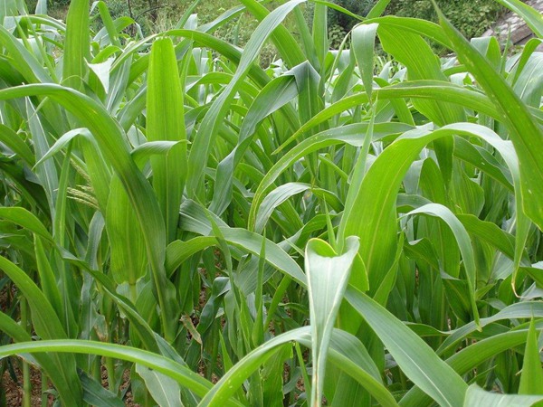 哪些牧草種子養(yǎng)驢比較好？種植率比較高？