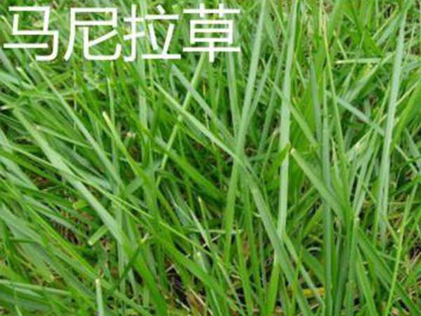 草坪常見(jiàn)品種——你知道的有幾種？