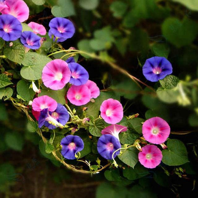 這些易養(yǎng)耐熱的草花品種，讓你的夏季花園更出彩！