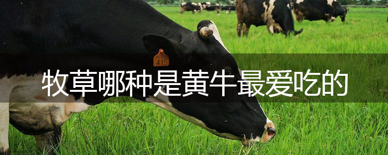 牧草哪種是黃牛最?lèi)?ài)吃的