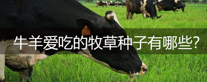 牛羊愛吃的牧草種子有哪些？