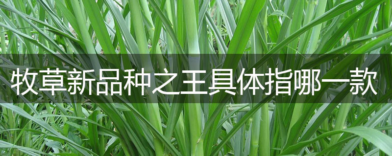 牧草新品種之王具體指哪一款？