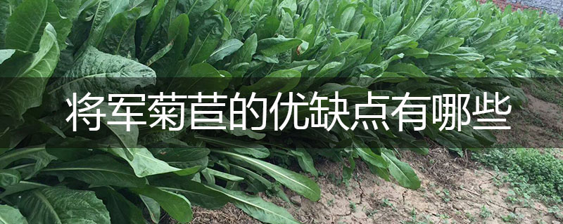 將軍菊苣牧草的優(yōu)缺點有哪些