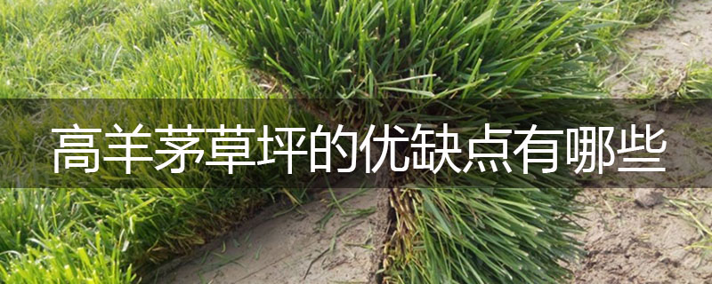 高羊茅草坪的優(yōu)缺點有哪些