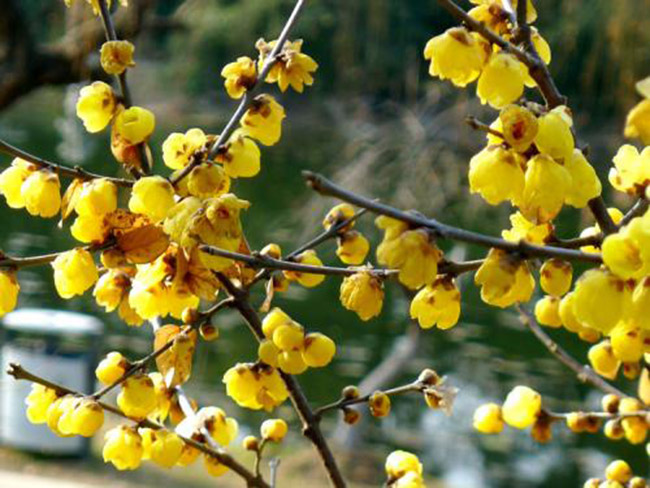 臘梅樹(shù)苗木