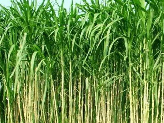 皇竹草養(yǎng)豬、喂雞可降低成本增加收入，栽培方法！