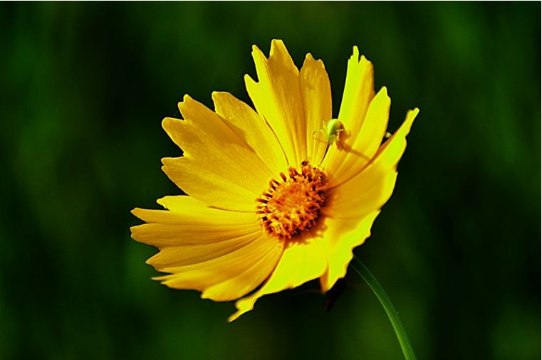 科普 | 金雞菊、金盞菊、金光菊、日光菊你能分得清嗎？