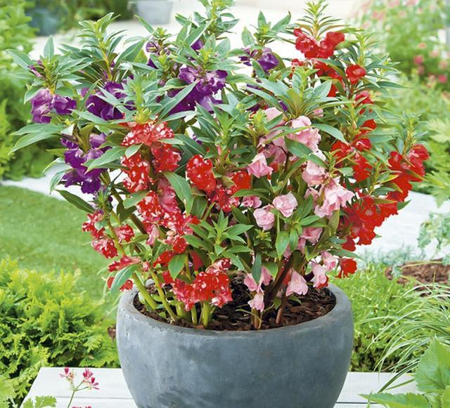 鳳仙花又叫指甲花，應(yīng)該如何播種