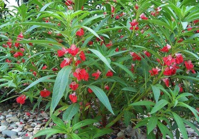 鳳仙花又叫指甲花，應(yīng)該如何播種