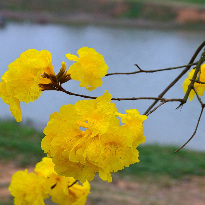 風(fēng)鈴花的花語是什么，風(fēng)鈴花如何養(yǎng)護(hù)