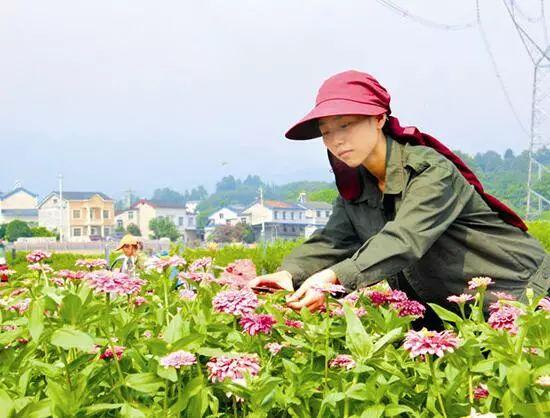 百日草生長期養(yǎng)護要點，百日草一年四季的養(yǎng)護方法