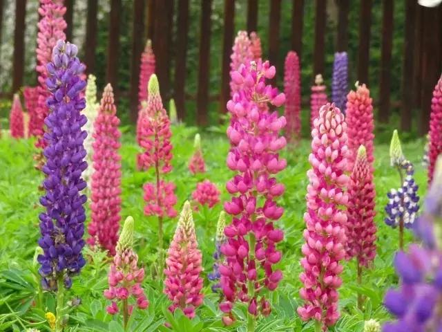 魯冰花繁殖技巧，怎么才能養(yǎng)好魯冰花？