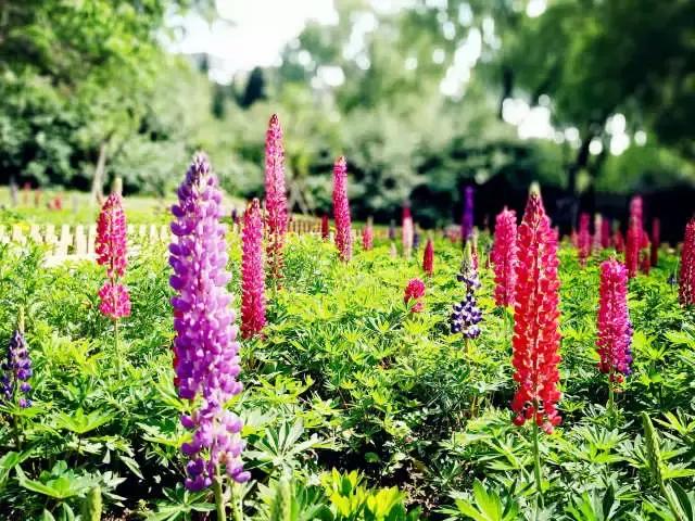 魯冰花繁殖技巧，怎么才能養(yǎng)好魯冰花？
