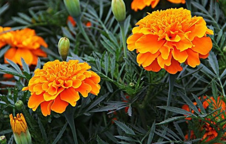 萬(wàn)壽菊1.jpg