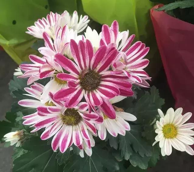 小雛菊如何養(yǎng)護，做到以下四點